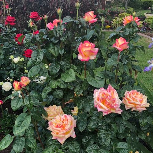 Kremowy, w środku czerwony, na obrzeżach różowy  - róża wielkokwiatowa - Hybrid Tea
